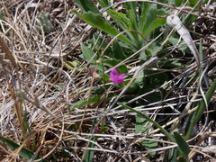 Sphenostylis angustifolia