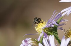 Lasioglossum fuscipenne