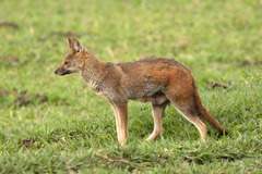 Lycalopex vetulus