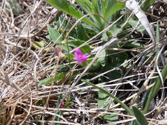 Sphenostylis angustifolia