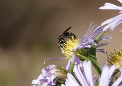 Lasioglossum fuscipenne