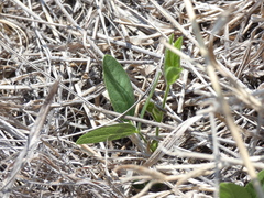 Sphenostylis angustifolia
