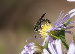 Lasioglossum fuscipenne
