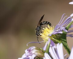 Lasioglossum fuscipenne