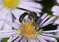 Lasioglossum fuscipenne