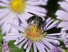 Lasioglossum fuscipenne