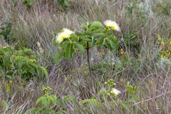 Caryocar brasiliense