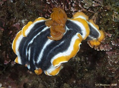 Chromodoris magnifica