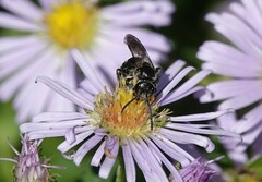 Lasioglossum fuscipenne