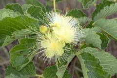 Caryocar brasiliense