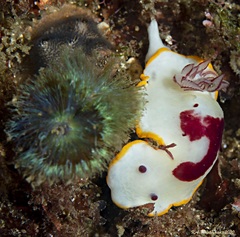 Goniobranchus splendidus