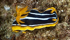 Chromodoris kuiteri
