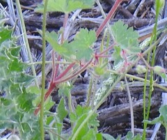 Geranium rotundifolium
