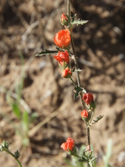 Sphaeralcea miniata