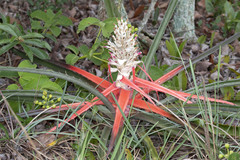 Bromelia balansae