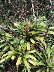Vriesea philippocoburgi
