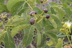 Caryocar brasiliense