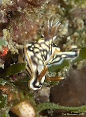 Hypselodoris jacksoni