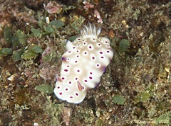 Hypselodoris tryoni