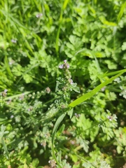 Verbena supina