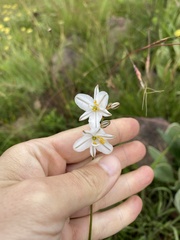 Chlorophytum saundersiae