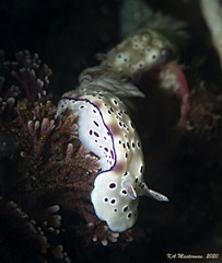 Hypselodoris tryoni