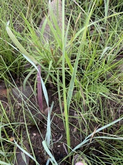 Chlorophytum saundersiae