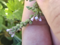 Verbena supina