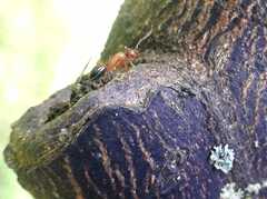 Camponotus
