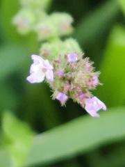 Verbena supina