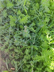 Verbena supina