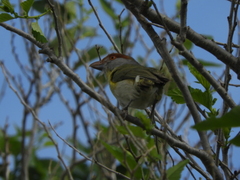 Cyclarhis gujanensis