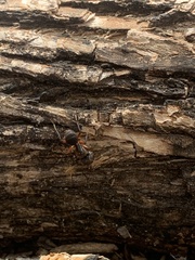 Camponotus rufipes