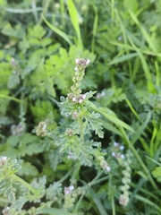 Verbena supina