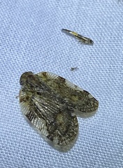 Aprivesa
