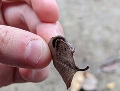 Cleidogona