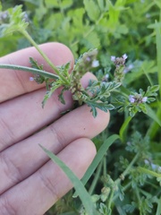 Verbena supina