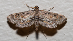 Parapoynx crisonalis