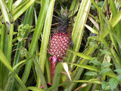 Ananas comosus bracteatus