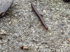 Cleidogona