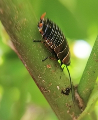 Ellipsidion australe