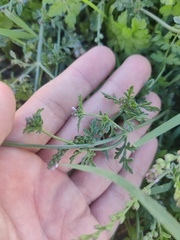 Verbena supina