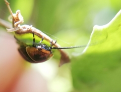 Ellipsidion australe