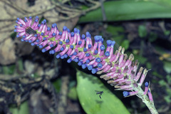 Aechmea gamosepala