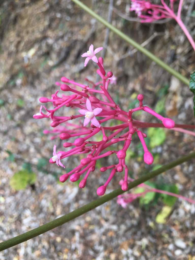 Vasconcellea parviflora (Vasconcellea parviflora)