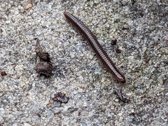Cleidogona