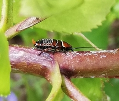 Ellipsidion australe