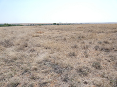 Heteropogon contortus