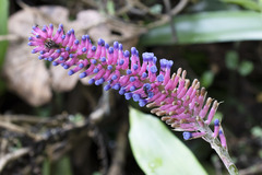 Aechmea gamosepala