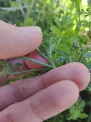 Verbena supina